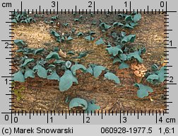 Chlorociboria aeruginascens (chlorówka drobna)