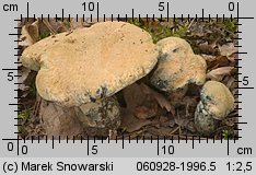 Gyroporus cyanescens (piaskowiec modrzak)