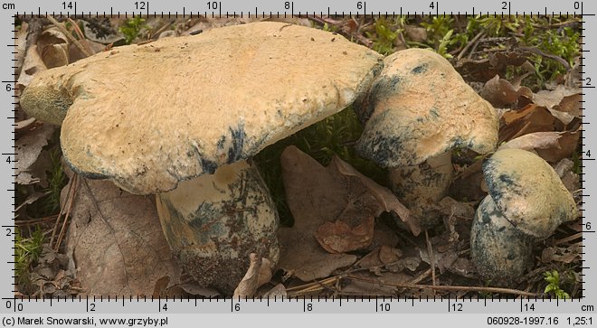 Gyroporus cyanescens (piaskowiec modrzak)