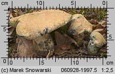 Gyroporus cyanescens (piaskowiec modrzak)