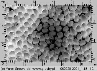 Gyroporus cyanescens (piaskowiec modrzak)