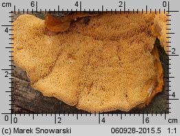 Pycnoporellus fulgens (pomarańczowiec błyszczący)