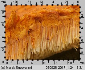 Pycnoporellus fulgens (pomarańczowiec błyszczący)