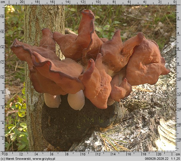 Gyromitra infula (piestrzenica infułowata)