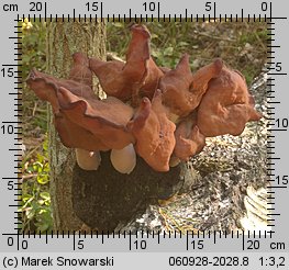 Gyromitra infula (piestrzenica infułowata)