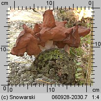 Gyromitra infula (piestrzenica infułowata)