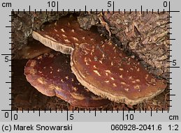 Hemistropharia albocrenulata (łuskwiak karbowany)