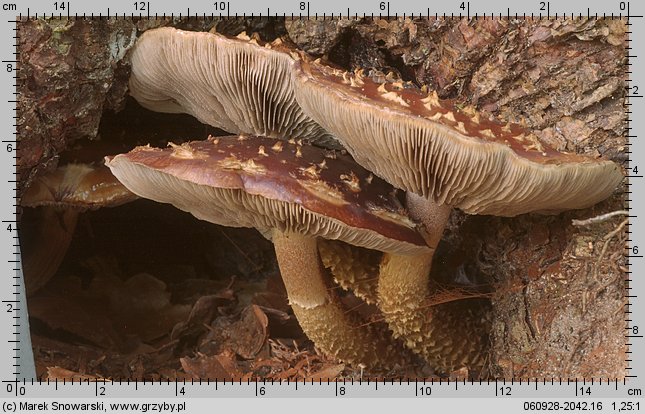 Hemistropharia albocrenulata (łuskwiak karbowany)