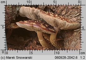 Hemistropharia albocrenulata (łuskwiak karbowany)