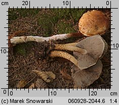 Hemistropharia albocrenulata (łuskwiak karbowany)