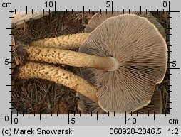 Hemistropharia albocrenulata (łuskwiak karbowany)