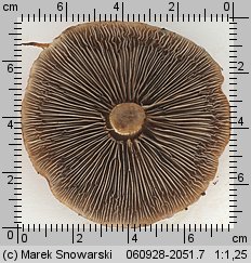 Hemistropharia albocrenulata (łuskwiak karbowany)