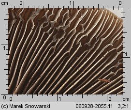 Hemistropharia albocrenulata (łuskwiak karbowany)