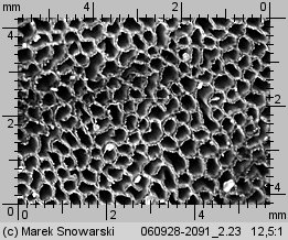 Coltricia perennis (stułka piaskowa)