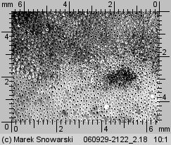 Physisporinus crocatus (twardoporek czerniejący)