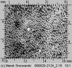 Physisporinus crocatus (twardoporek czerniejący)