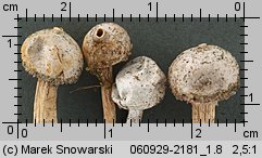 Tulostoma kotlabae (berłóweczka czeska)