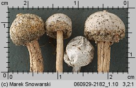 Tulostoma kotlabae (berłóweczka czeska)