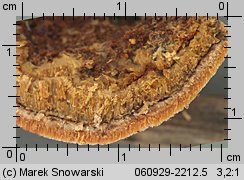 Physisporinus crocatus (twardoporek czerniejący)