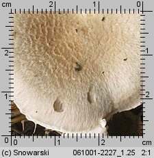 Tricholoma cingulatum (gąska wierzbowa)