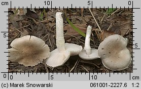 Tricholoma cingulatum (gąska wierzbowa)