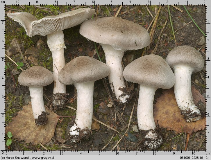 Tricholoma cingulatum (gąska wierzbowa)