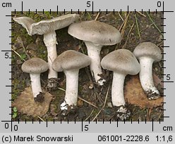 Tricholoma cingulatum (gąska wierzbowa)