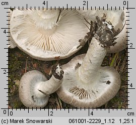 Tricholoma cingulatum (gąska wierzbowa)