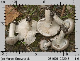 Tricholoma cingulatum (gąska wierzbowa)