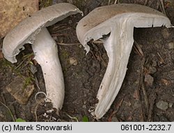 Tricholoma cingulatum (gąska wierzbowa)