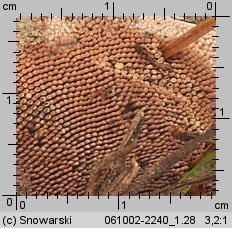 Hydnellum ferrugineum (kolczakówka kasztanowata)