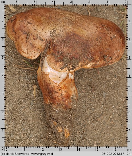 Tricholoma colossus (gąska wielka)