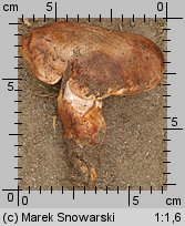 Tricholoma colossus (gąska wielka)