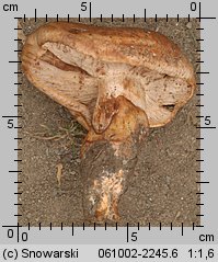 Tricholoma colossus (gąska wielka)