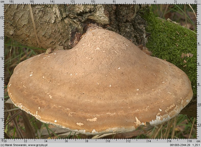 Fomitopsis betulina (pniarek brzozowy)