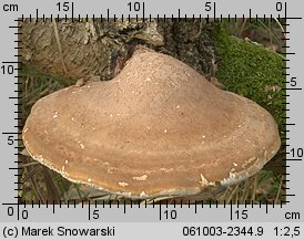 Fomitopsis betulina (pniarek brzozowy)