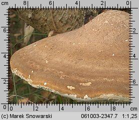 Fomitopsis betulina (pniarek brzozowy)