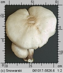 Pluteus petasatus (drobnołuszczak trocinowy)