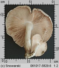 Pluteus petasatus (drobnołuszczak trocinowy)