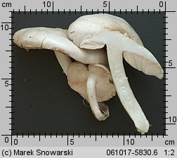 Pluteus petasatus (drobnołuszczak trocinowy)