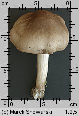 Pluteus petasatus (drobnołuszczak trocinowy)