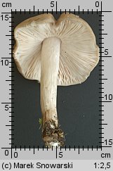 Pluteus petasatus (drobnołuszczak trocinowy)