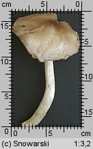 Pluteus petasatus (drobnołuszczak trocinowy)