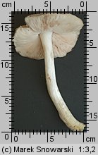 Pluteus petasatus (drobnołuszczak trocinowy)