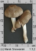 Pluteus petasatus (drobnołuszczak trocinowy)