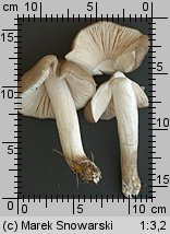 Pluteus petasatus (drobnołuszczak trocinowy)