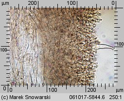 Pluteus petasatus (drobnołuszczak trocinowy)