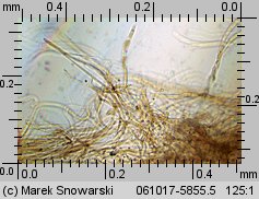 Pluteus petasatus (drobnołuszczak trocinowy)