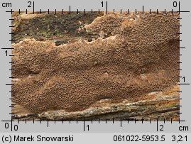 Fuscoporia ferruginosa (rdzawoporka drobnopora)