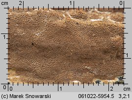 Fuscoporia ferruginosa (rdzawoporka drobnopora)